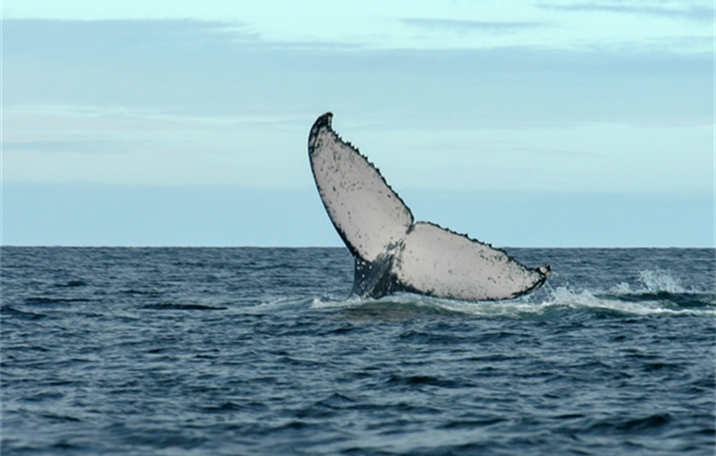 Humpback whale CREDIT Julie Larsen Maher